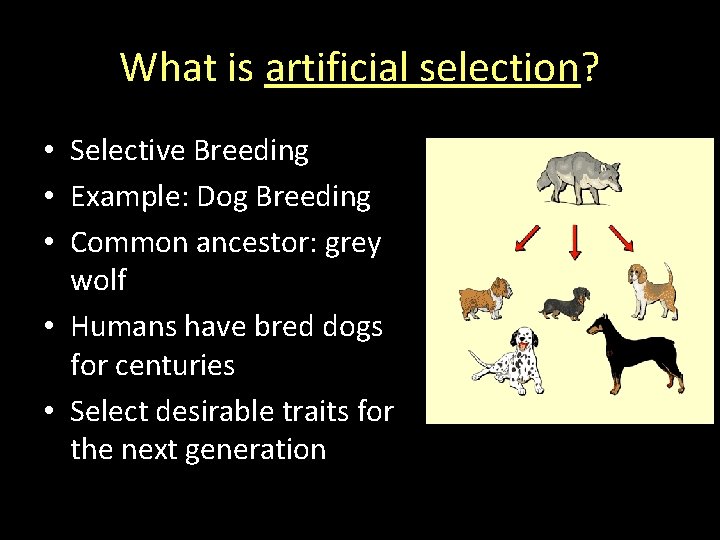 What is artificial selection? • Selective Breeding • Example: Dog Breeding • Common ancestor: What is artificial selection? • Selective Breeding • Example: Dog Breeding • Common ancestor: