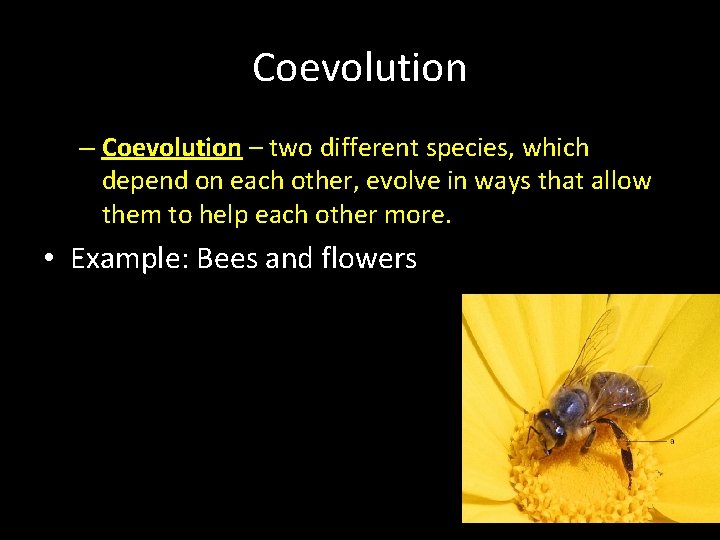 Coevolution – two different species, which depend on each other, evolve in ways that Coevolution – two different species, which depend on each other, evolve in ways that