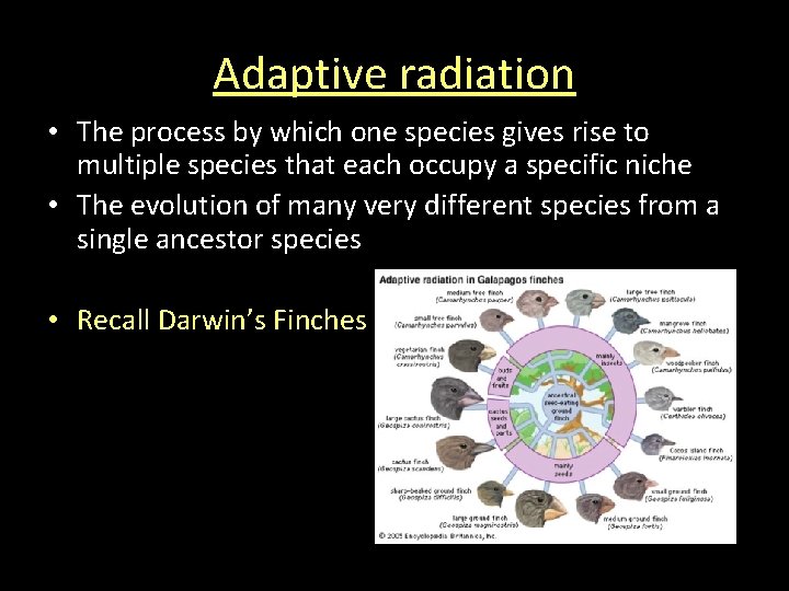 Adaptive radiation • The process by which one species gives rise to multiple species Adaptive radiation • The process by which one species gives rise to multiple species
