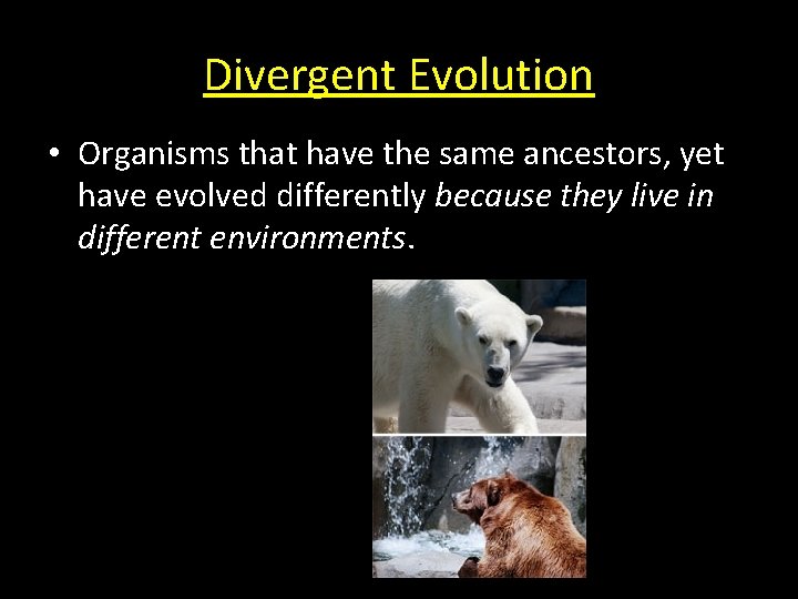 Divergent Evolution • Organisms that have the same ancestors, yet have evolved differently because Divergent Evolution • Organisms that have the same ancestors, yet have evolved differently because