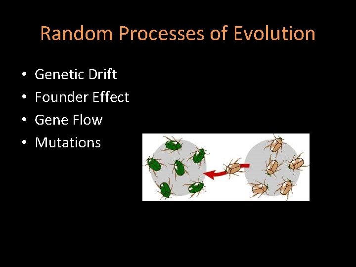Random Processes of Evolution • • Genetic Drift Founder Effect Gene Flow Mutations Random Processes of Evolution • • Genetic Drift Founder Effect Gene Flow Mutations