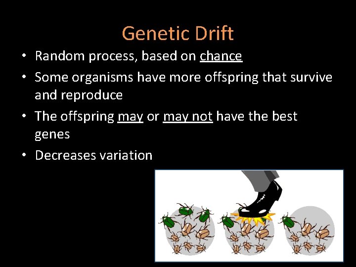 Genetic Drift • Random process, based on chance • Some organisms have more offspring Genetic Drift • Random process, based on chance • Some organisms have more offspring