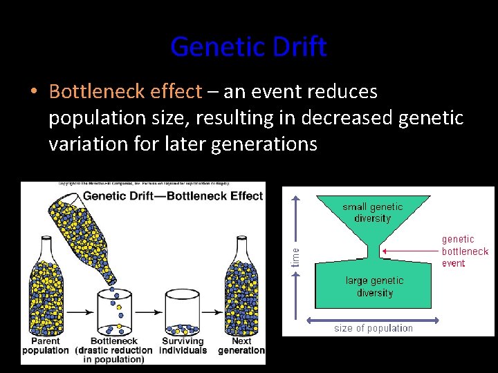 Genetic Drift • Bottleneck effect – an event reduces population size, resulting in decreased Genetic Drift • Bottleneck effect – an event reduces population size, resulting in decreased