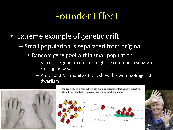 Founder Effect • Extreme example of genetic drift – Small population is separated from Founder Effect • Extreme example of genetic drift – Small population is separated from
