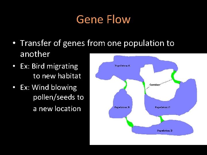 Gene Flow • Transfer of genes from one population to another • Ex: Bird Gene Flow • Transfer of genes from one population to another • Ex: Bird