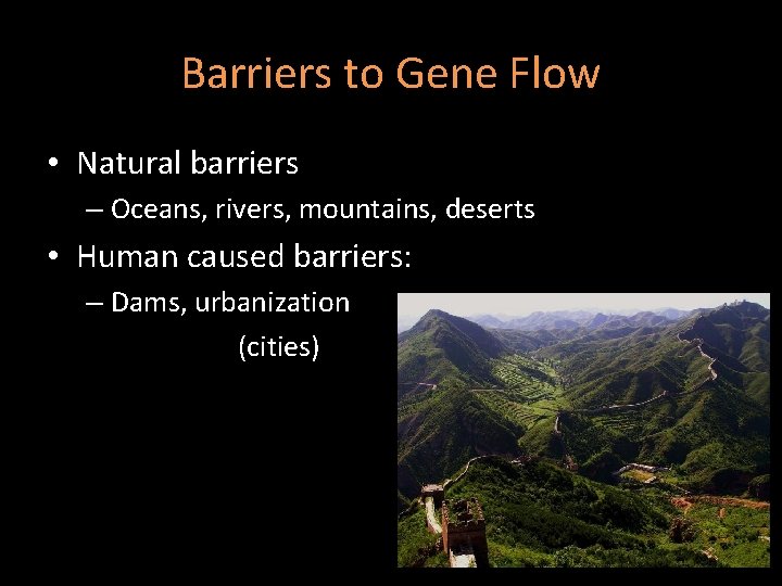 Barriers to Gene Flow • Natural barriers – Oceans, rivers, mountains, deserts • Human Barriers to Gene Flow • Natural barriers – Oceans, rivers, mountains, deserts • Human