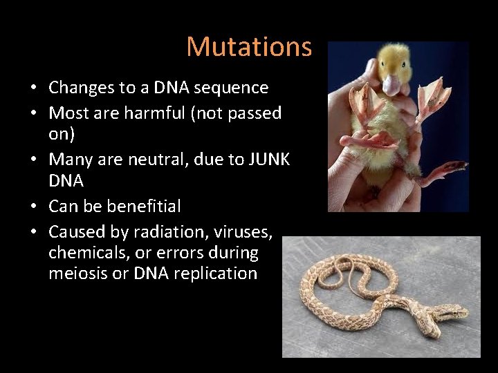 Mutations • Changes to a DNA sequence • Most are harmful (not passed on) Mutations • Changes to a DNA sequence • Most are harmful (not passed on)