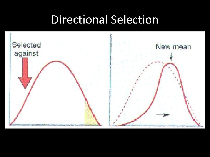 Mechanisms of Evolution How does evolution work What