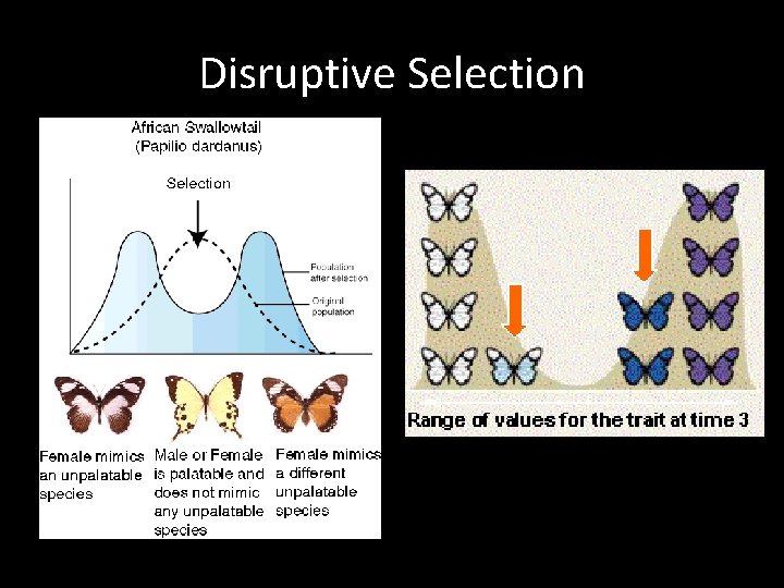 Disruptive Selection Disruptive Selection