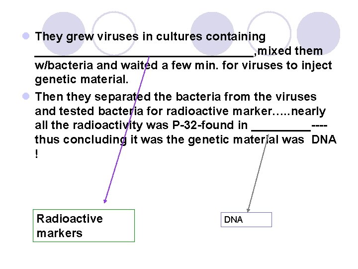 l They grew viruses in cultures containing _________________, mixed them w/bacteria and waited a