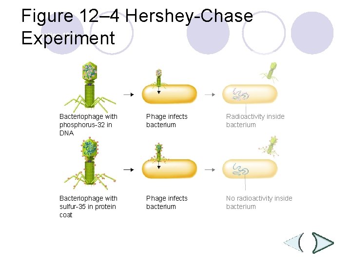 Figure 12– 4 Hershey-Chase Experiment Section 12 -1 Bacteriophage with phosphorus-32 in DNA Phage