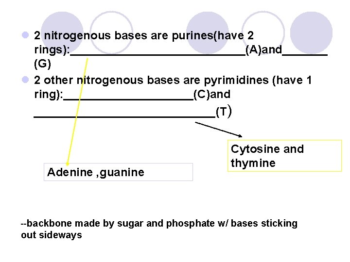 l 2 nitrogenous bases are purines(have 2 rings): ______________(A)and_______ (G) l 2 other nitrogenous