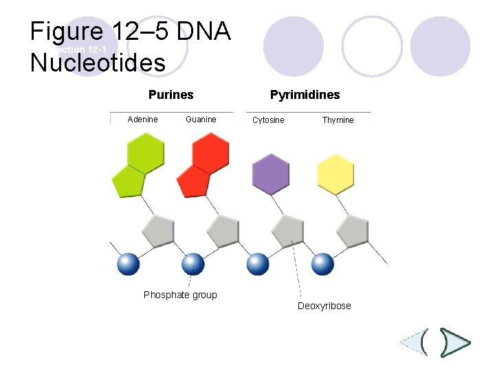 Figure 12– 5 DNA Nucleotides Section 12 -1 Purines Adenine Guanine Pyrimidines Cytosine Thymine