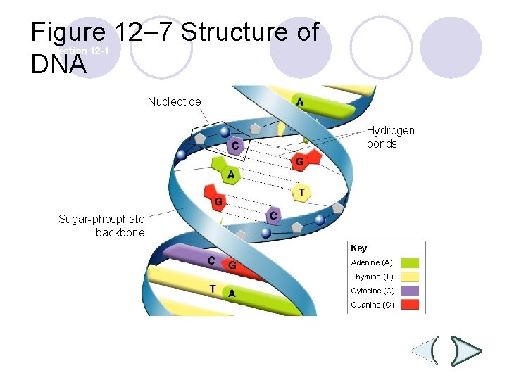 Figure 12– 7 Structure of DNA Section 12 -1 Nucleotide Hydrogen bonds Sugar-phosphate backbone