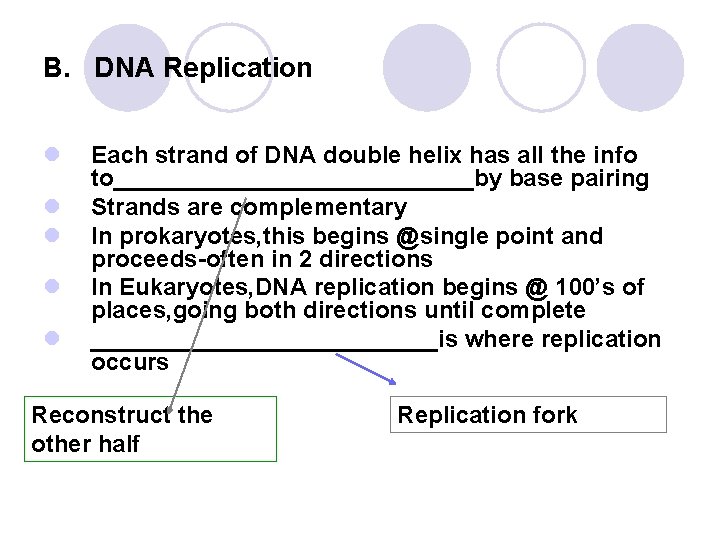 B. DNA Replication l l l Each strand of DNA double helix has all