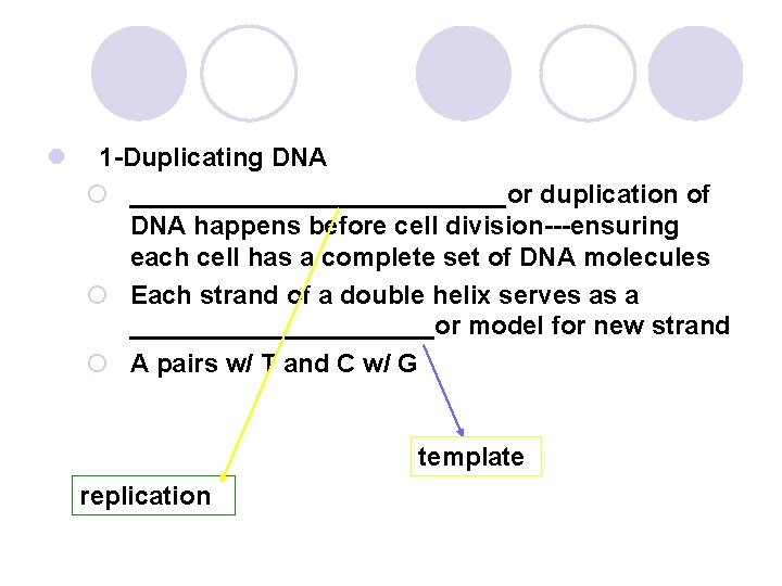 l 1 -Duplicating DNA ¡ _____________or duplication of DNA happens before cell division---ensuring each