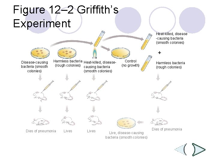 Figure 12– 2 Griffith’s Experiment Section 12 -1 Heat-killed, disease -causing bacteria (smooth colonies)