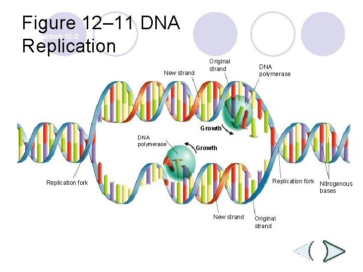 Figure 12– 11 DNA Replication Section 12 -2 New strand Original strand DNA polymerase