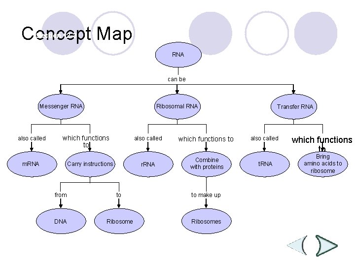 Concept Map Section 12 -3 RNA can be Messenger RNA also called Ribosomal RNA