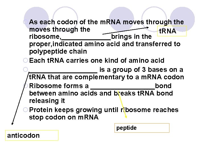 ¡As each codon of the m. RNA moves through the t. RNA ribosome, _______brings