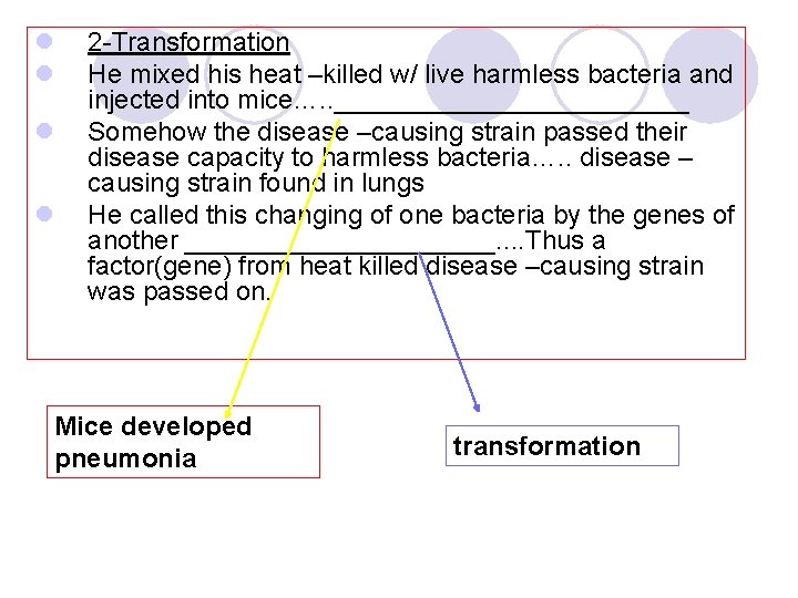 l l 2 -Transformation He mixed his heat –killed w/ live harmless bacteria and