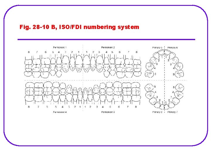 Fig. 28 -10 B, ISO/FDI numbering system 