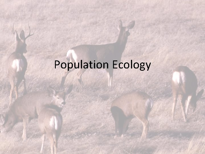 Population Ecology 