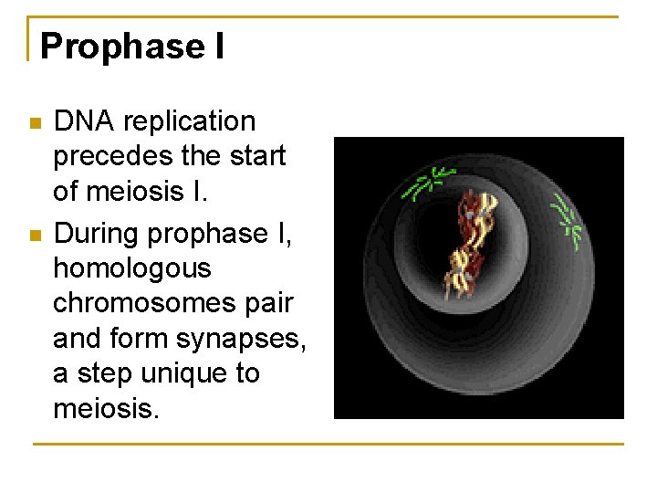 Prophase I n n DNA replication precedes the start of meiosis I. During prophase Prophase I n n DNA replication precedes the start of meiosis I. During prophase