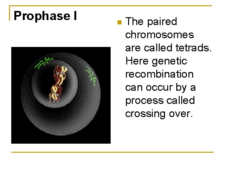 Prophase I n The paired chromosomes are called tetrads. Here genetic recombination can occur Prophase I n The paired chromosomes are called tetrads. Here genetic recombination can occur