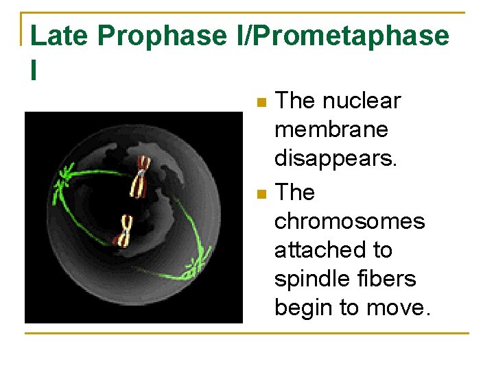 Late Prophase I/Prometaphase I The nuclear membrane disappears. n The chromosomes attached to spindle Late Prophase I/Prometaphase I The nuclear membrane disappears. n The chromosomes attached to spindle