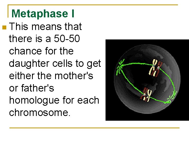 Metaphase I n This means that there is a 50 -50 chance for the Metaphase I n This means that there is a 50 -50 chance for the