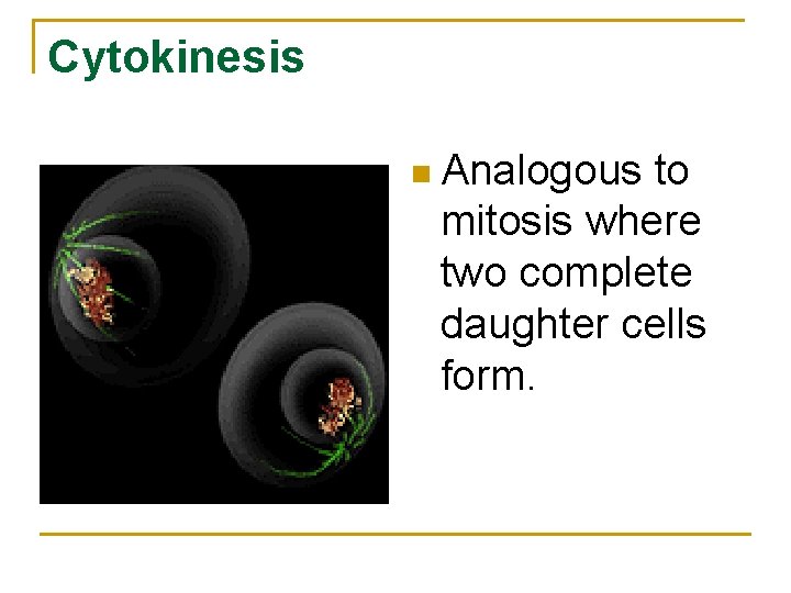 Cytokinesis n Analogous to mitosis where two complete daughter cells form. Cytokinesis n Analogous to mitosis where two complete daughter cells form.