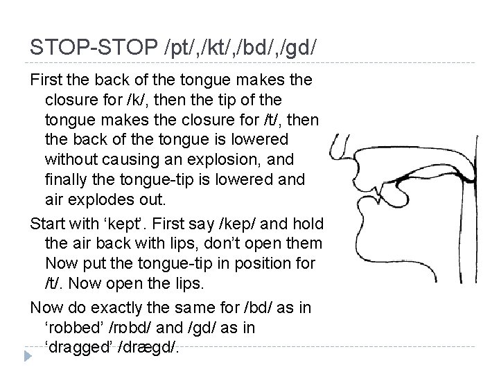 STOP-STOP /pt/, /kt/, /bd/, /gd/ First the back of the tongue makes the closure STOP-STOP /pt/, /kt/, /bd/, /gd/ First the back of the tongue makes the closure