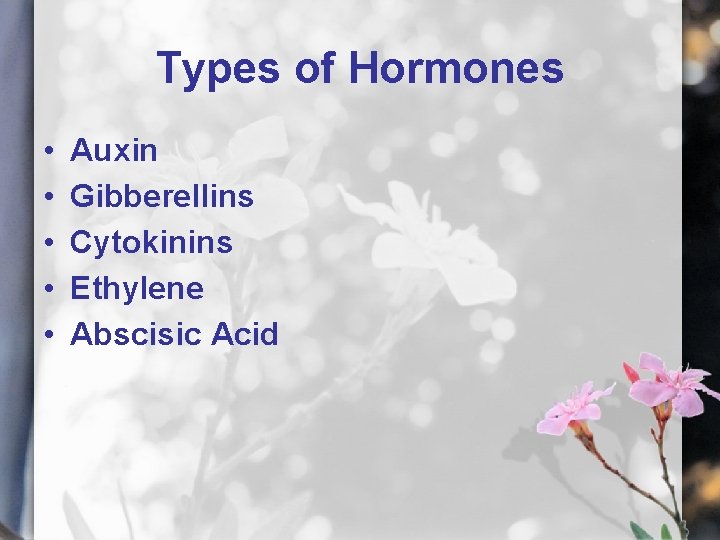 Types of Hormones • • • Auxin Gibberellins Cytokinins Ethylene Abscisic Acid 