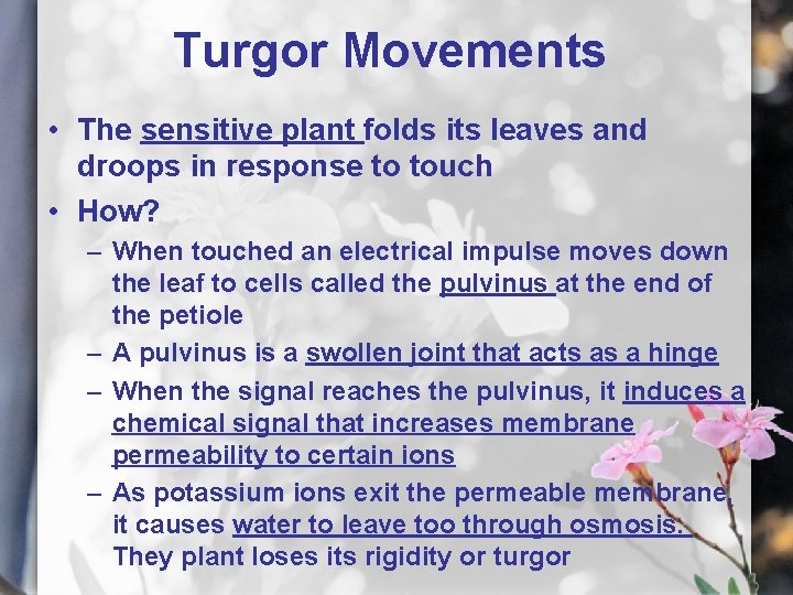 Turgor Movements • The sensitive plant folds its leaves and droops in response to