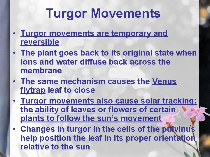 Turgor Movements • Turgor movements are temporary and reversible • The plant goes back
