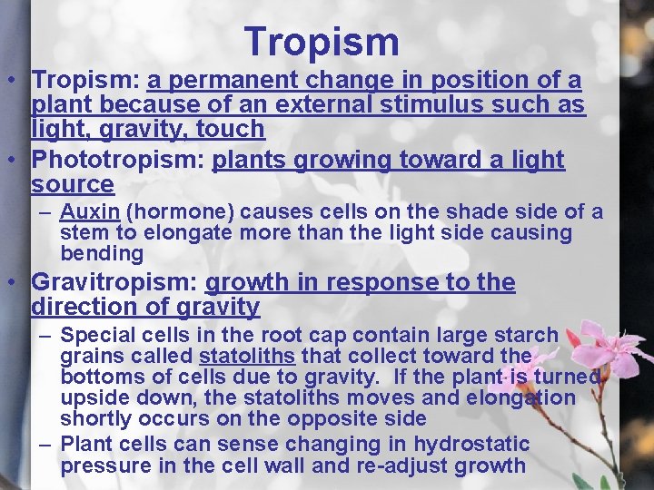 Tropism • Tropism: a permanent change in position of a plant because of an