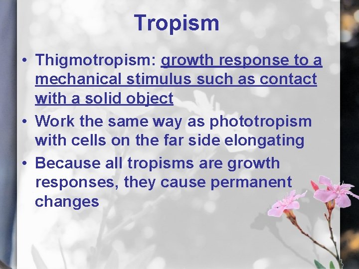 Tropism • Thigmotropism: growth response to a mechanical stimulus such as contact with a