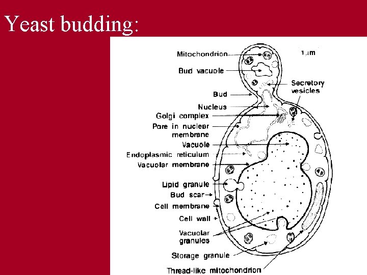 Yeast budding: 