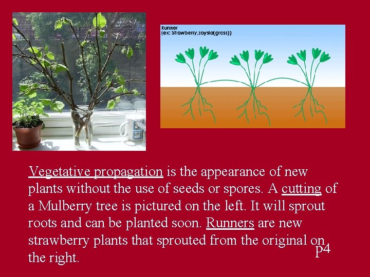 Vegetative propagation is the appearance of new plants without the use of seeds or