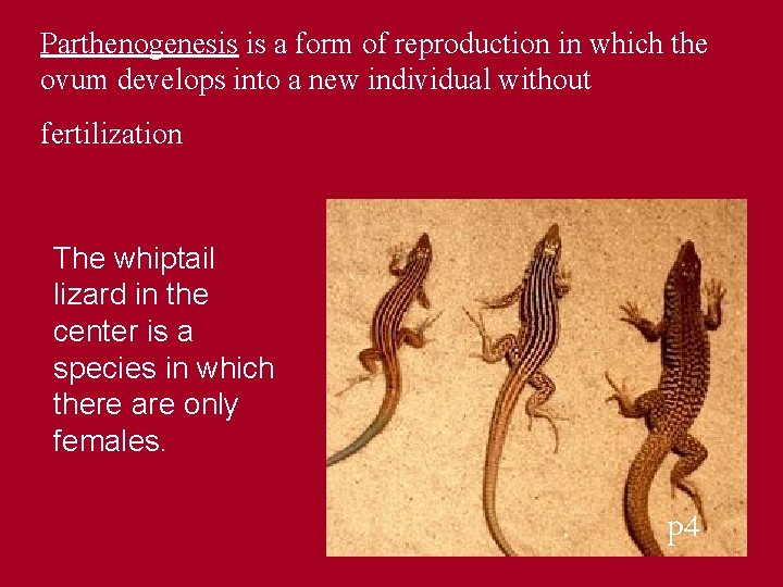 Parthenogenesis is a form of reproduction in which the ovum develops into a new