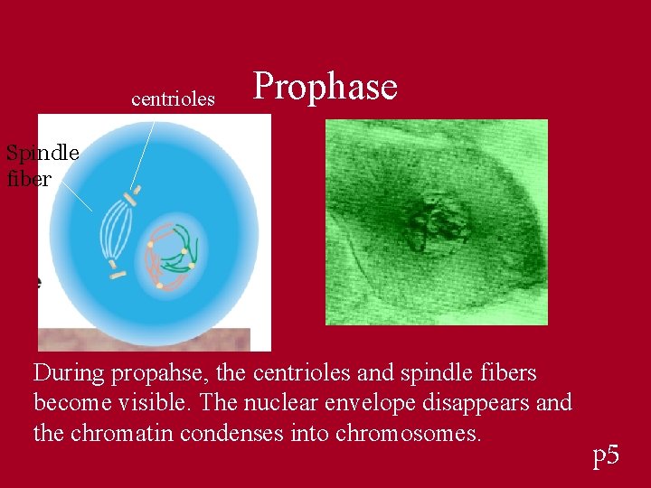 centrioles Prophase Spindle fiber During propahse, the centrioles and spindle fibers become visible. The