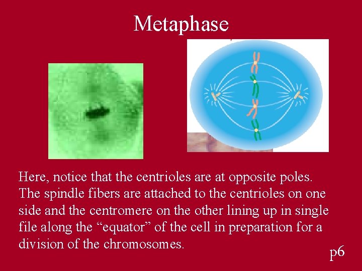 Metaphase Here, notice that the centrioles are at opposite poles. The spindle fibers are