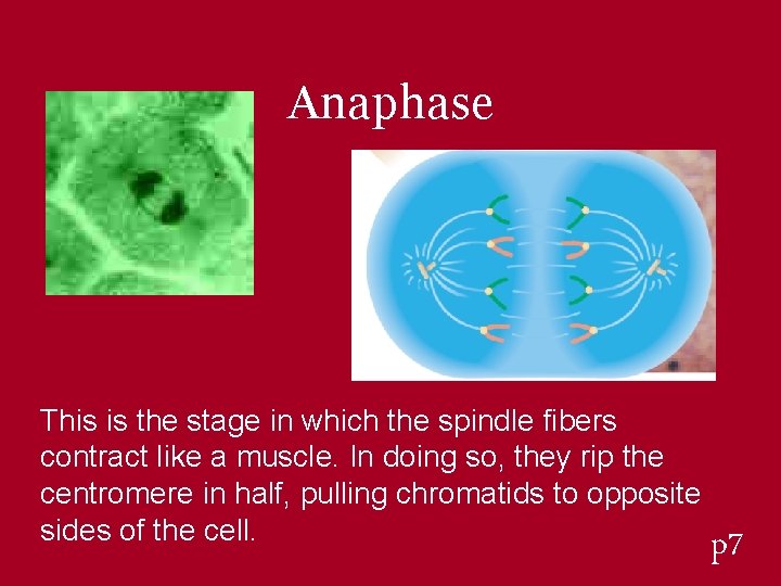 Anaphase This is the stage in which the spindle fibers contract like a muscle.