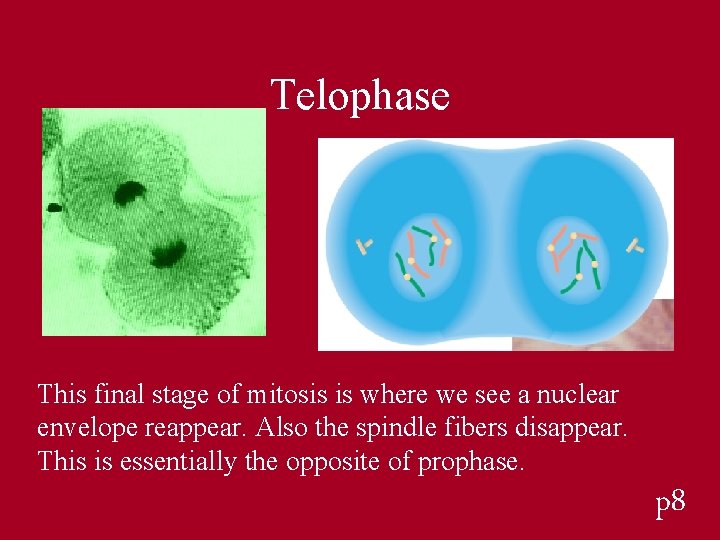 Telophase This final stage of mitosis is where we see a nuclear envelope reappear. Telophase This final stage of mitosis is where we see a nuclear envelope reappear.