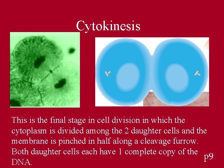 Cytokinesis This is the final stage in cell division in which the cytoplasm is
