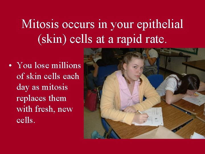 Mitosis occurs in your epithelial (skin) cells at a rapid rate. • You lose