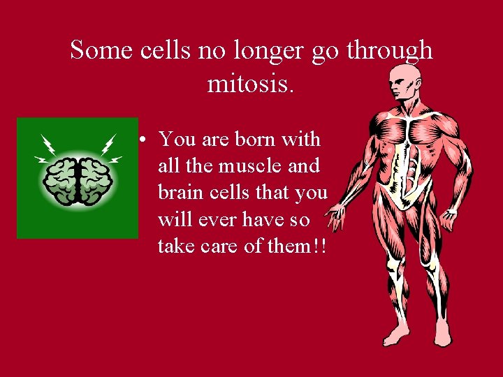 Some cells no longer go through mitosis. • You are born with all the