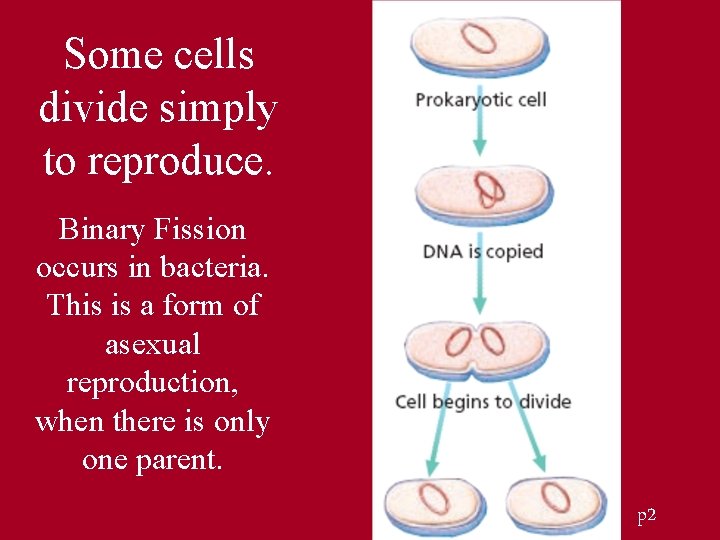 Some cells divide simply to reproduce. Binary Fission occurs in bacteria. This is a