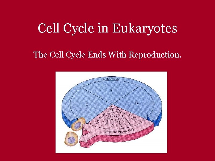 Cell Cycle in Eukaryotes The Cell Cycle Ends With Reproduction. 